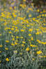 Yellow Daisy Wild Bouquet